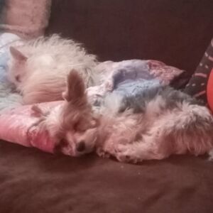 Meet your Posher, Jodi